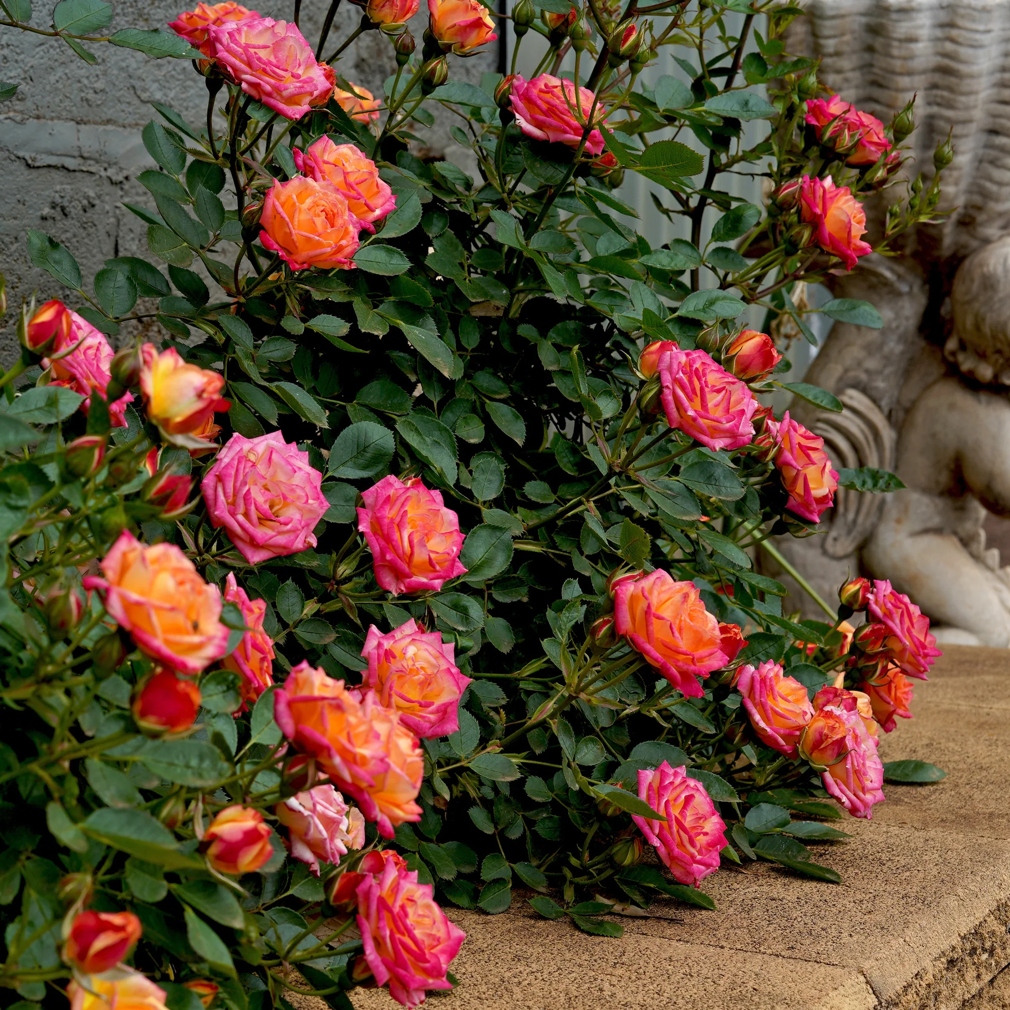 Zwergrose Little Sunset®