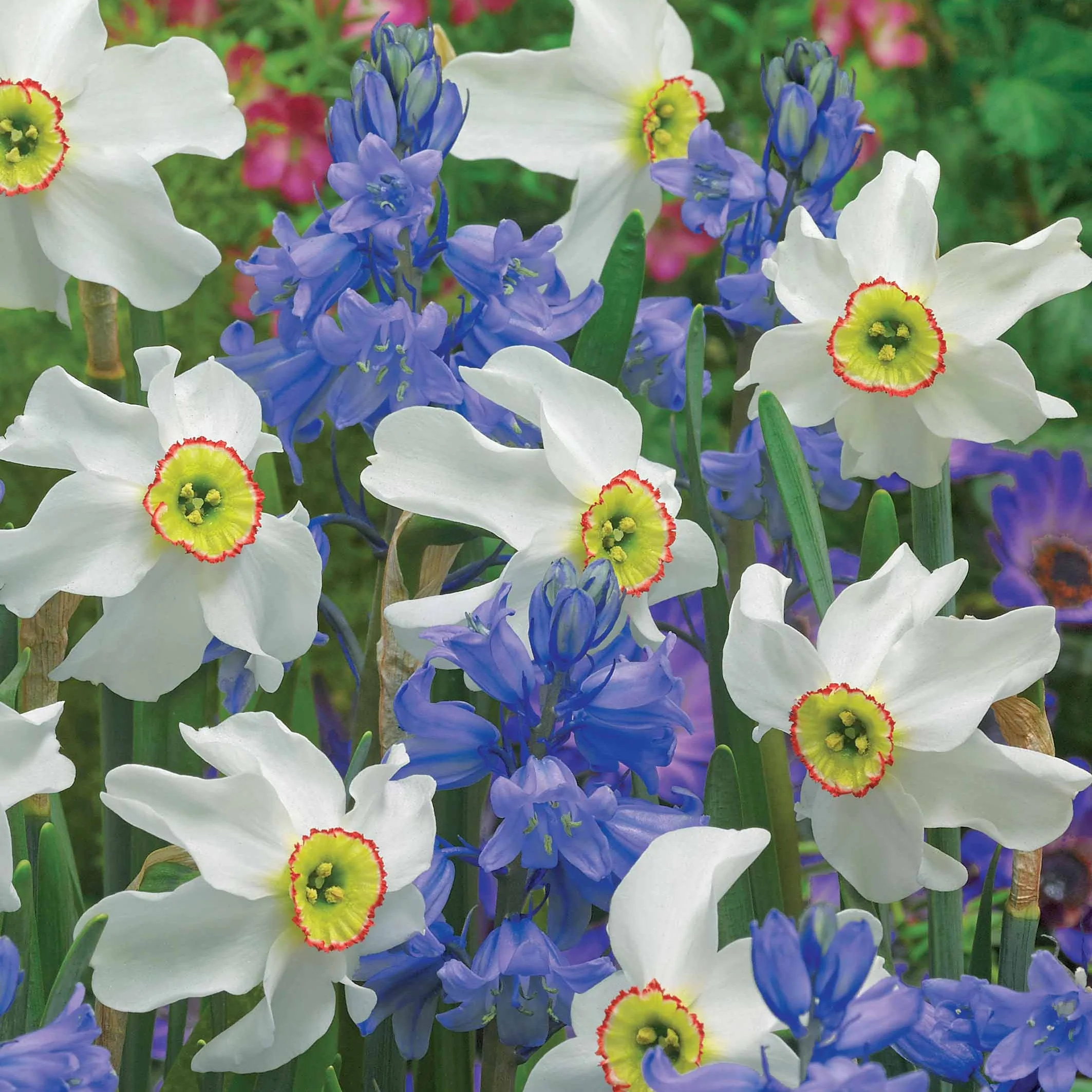Zwiebeln-Mix für weiße & blaue Beete (x20)