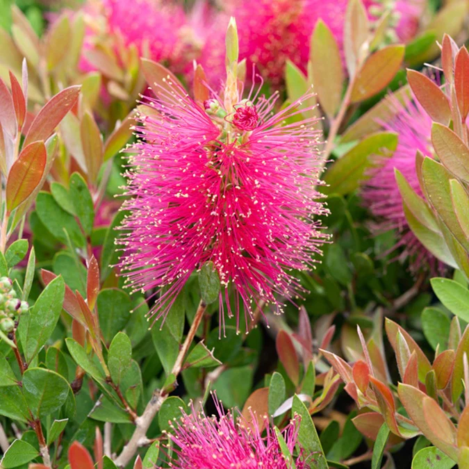 Zylinderputzer 'Hot Pink' - Image 3